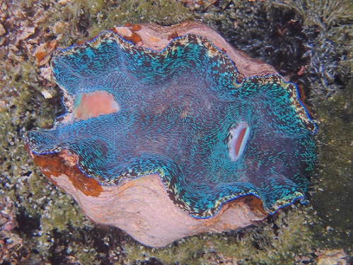 A giant clam with a blue mantle